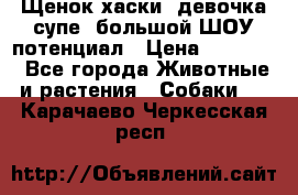 Щенок хаски, девочка супе, большой ШОУ потенциал › Цена ­ 50 000 - Все города Животные и растения » Собаки   . Карачаево-Черкесская респ.